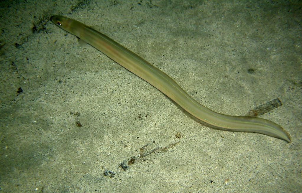 Ariosoma balearicum